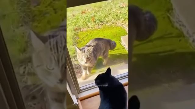 Смешные котейки
