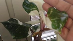 Филодендрон Белый рыцарь Вайт Кнайт.