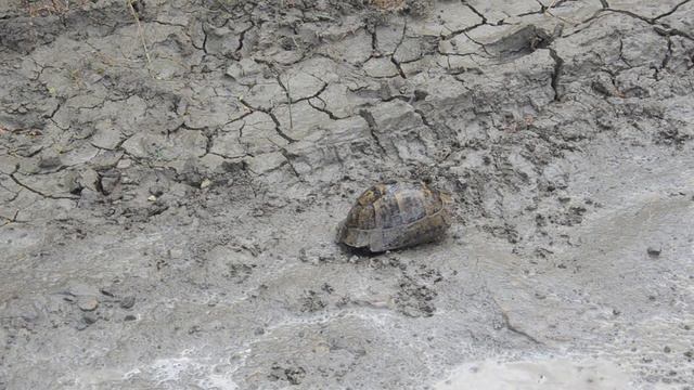 Элга Керри Гранд Шоу Тейя или просто Гага на черепашьей охоте смотреть онлайн