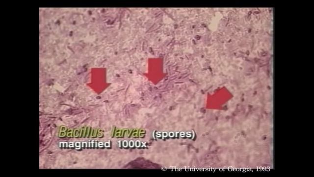 Что такое американский гнилец пчел? Как его определить и лечить? (Университет Джорджии, США) смотреть онлайн