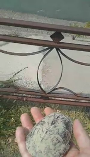 Черепаха болотная и уж обыкновенный