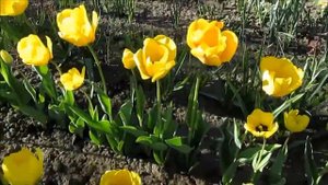 Голден Апельдорн  желтый тюльпан