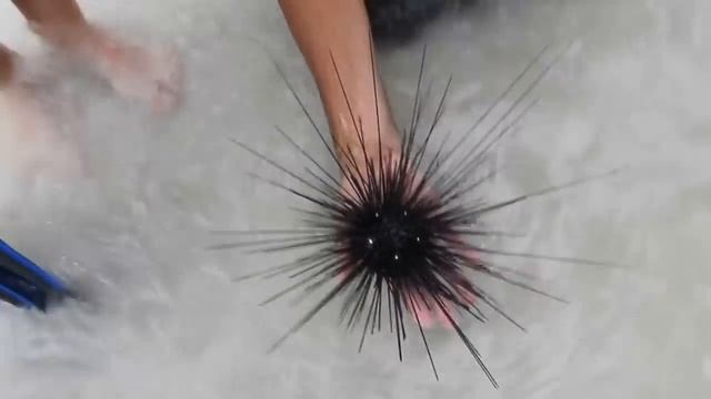 морской еж смотреть онлайн