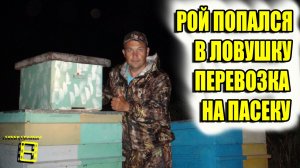 РОЙ ПОПАЛСЯ В ЛОВУШКУ. ПЕРЕВОЗКА НА ПАСЕКУ. ПЧЕЛЫ БЕСПЛАТНО ЧАСТЬ 3. ДЛЯ НАЧИНАЮЩИХ ПЧЕЛОВОДОВ 21-7