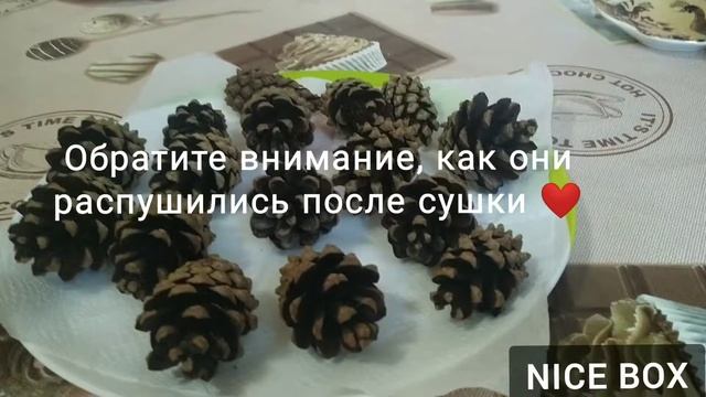 Как сушить сосновые шишки? Легко и просто ?