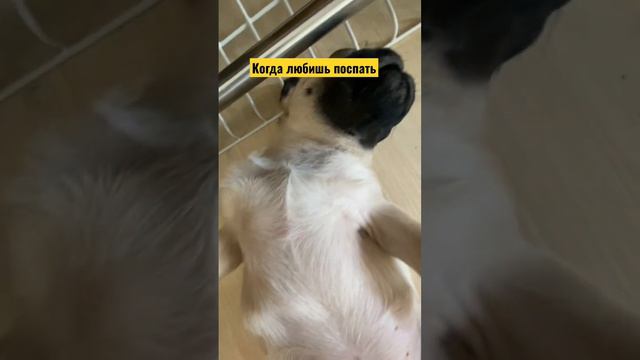 Патрик очень очень очень любит спать) а вы? #foryou #мопс #pug #рекомендации #тренд #спит