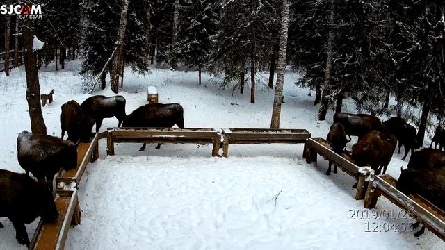 Тропой могучего Зубра. Животные красной книги России. Европейский зубр. смотреть онлайн