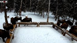 Тропой могучего Зубра.  Животные красной книги России. Европейский зубр.