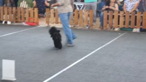 Пудель той, окрас черный