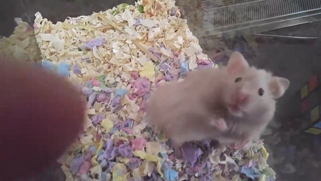 Хомяк возмущён! смотреть онлайн