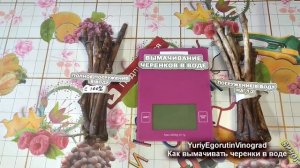 ? Не укореняй, пока не сделаешь этого. Сколько времени и как правильно вымачивать черенки винограда