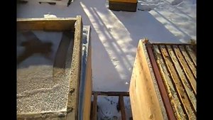 зимовка пчел в лесу ,утепление тонкостенных рогатых ульев.mp4