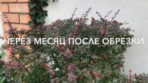 БАРБАРИС. Стрижка барбариса. Подготовка к зиме