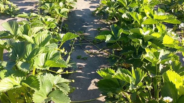 🍓Переопыление клубники🍓 смотреть онлайн