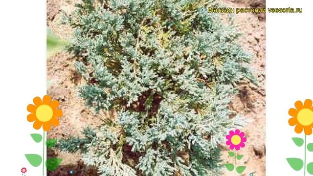 Можжевельник чешуйчатый. Краткий обзор, описание характеристик, где купить juniperus pa смотреть онлайн