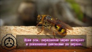 Ловцы аномальных зверей - Общество Уилсона