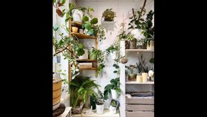 Приметы и суеверия о комнатных растениях. Цветы в доме.