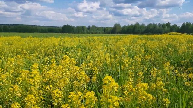 Природа России! Вологодская область! смотреть онлайн