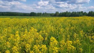 Природа России! Вологодская область!