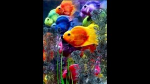 Разноцветные рыбки