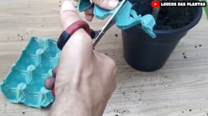 Nunca Mais Jogue Fora - Embalagens de Ovos Valem Ouro para Suas Plantas