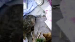 Спасение котят часть 3