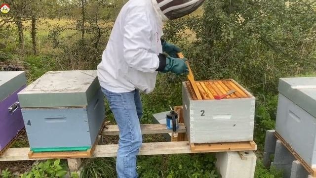 Азиатский шершень  ⚠️ Уничтожение уничтожителя пчёл  Охотник на шершня( сезон 2022)