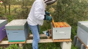 Азиатский шершень ⚠️ Уничтожение уничтожителя пчёл Охотник на шершня( сезон 2022)