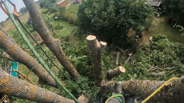 Огромный 150 летний Ясень с 5 стволами | Арбористика | Спил большого дерева смотреть онлайн