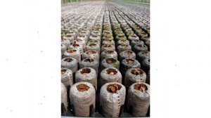 Таблетка для древесных культур в сетке Jiffy-7 Forestry, 42мм (после набухания) обзор Jiffy-3