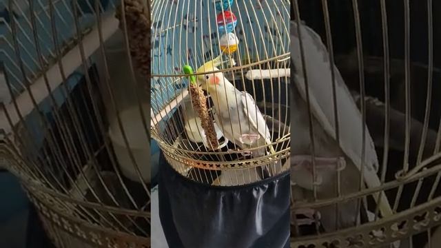 Обеденный перерыв попугая корелла Гарика смотреть онлайн