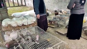 Рынок Курчалой. Базар. Чечня. Барахолка / Скотный и птичий рынок / Авторынок