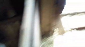 Забор крови у быка