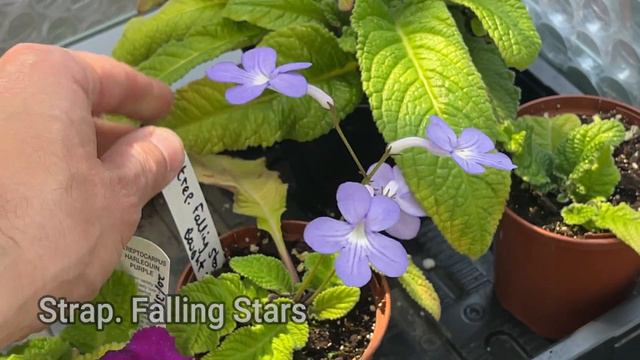 Streptocarpus Blooms in Mid Summer: Can They Take the Heat? (Part 1/2) смотреть онлайн