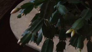 Как я ухаживаю за декабристом,что бы он цвел два раза в год.