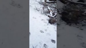 Русский черный терьер и кавказская овчарка