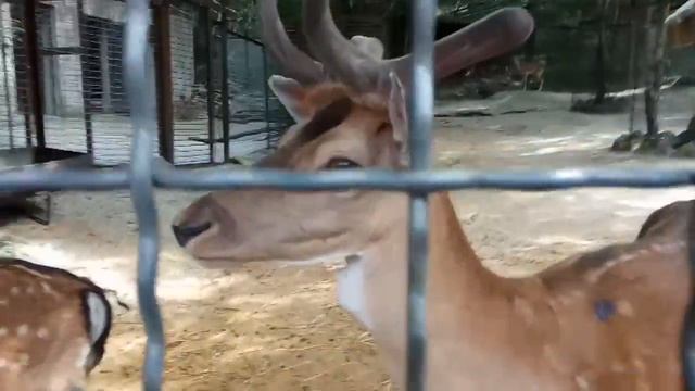 Поляна сказок смотреть онлайн