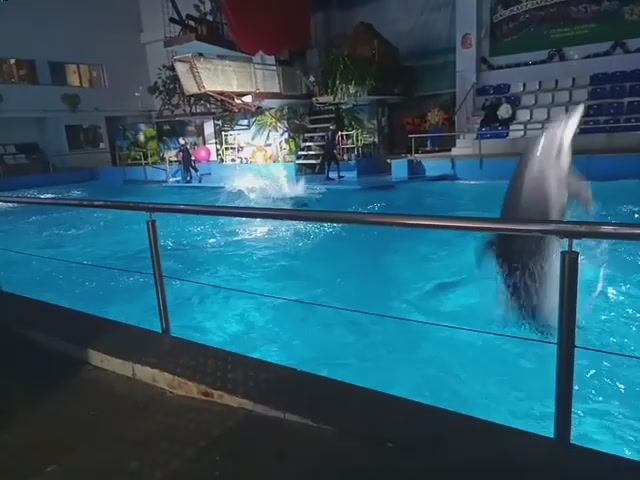 Дельфинарий 2