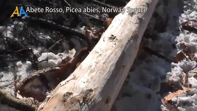 Abete Rosso, Picea abies, Norway Spruce. Caratteristiche botaniche, territorio e ambiente смотреть онлайн