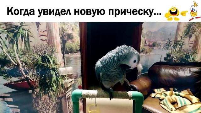 КОГДА УВИДЕЛ СВОЮ НОВУЮ ПРИЧЕСКУ?/funny animal videos#Shorts