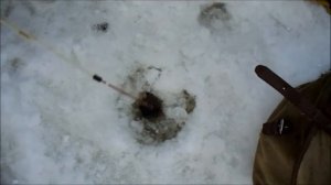 Зимняя рыбалка на репей ,с прикормкой перловка с чесноком, ловля плотвы на мормышку