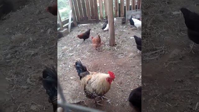 Петушок и куры смотреть онлайн