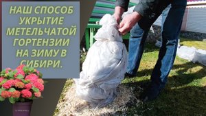 НАШ СПОСОБ УКРЫТИЕ МЕТЕЛЬЧАТОЙ ГОРТЕНЗИИ НА ЗИМУ В СИБИРИ.?