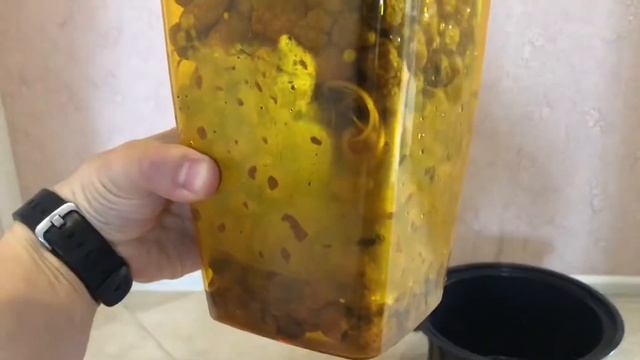 Высаживаю замиокулькас ( долларовое дерево) в керамзит. смотреть онлайн