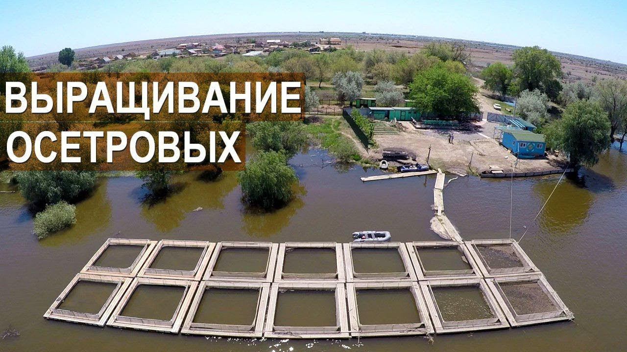 Олег Львов об особенностях выращивания русского осетра и волжской стерляди на ферме Синеморцо.
