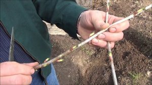 Как укоренить ЧЕРЕНКИ СМОРОДИНЫ. Размножаем ЧЁРНУЮ СМОРОДИНУ легко и просто!