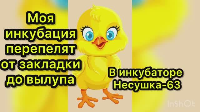 Моя инкубация перепела в инкубаторе Несушка-63