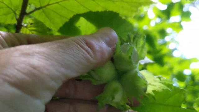 лесной орех смотреть онлайн