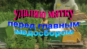 Удаляю плодную матку перед главным медосбором