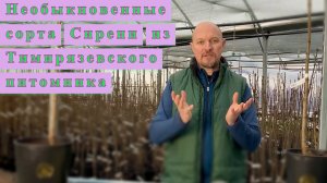 Удивительные сорта сирени из Тимирязевского питомника